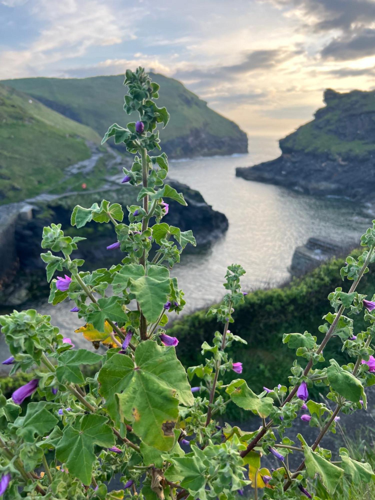 Courtyard Farm Cottages Boscastle Buitenkant foto
